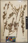 Foto von Salix starkeana Willd.